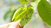 How To Get Rid of Aphids: Pro Tips — Plus, How to Keep Them from Coming Back