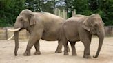 Longtime Columbus Zoo elephants transferring to new zoo this summer
