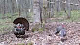 Setup position for toms can’t be ignored. Follow these tips to maximize your turkey hunt.