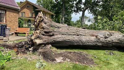 Strong winds topple trees, cause damage in Kosciusko County