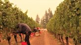 Willamette Valley Vineyards files lawsuit against PacifiCorp over 2020 Labor Day wildfires