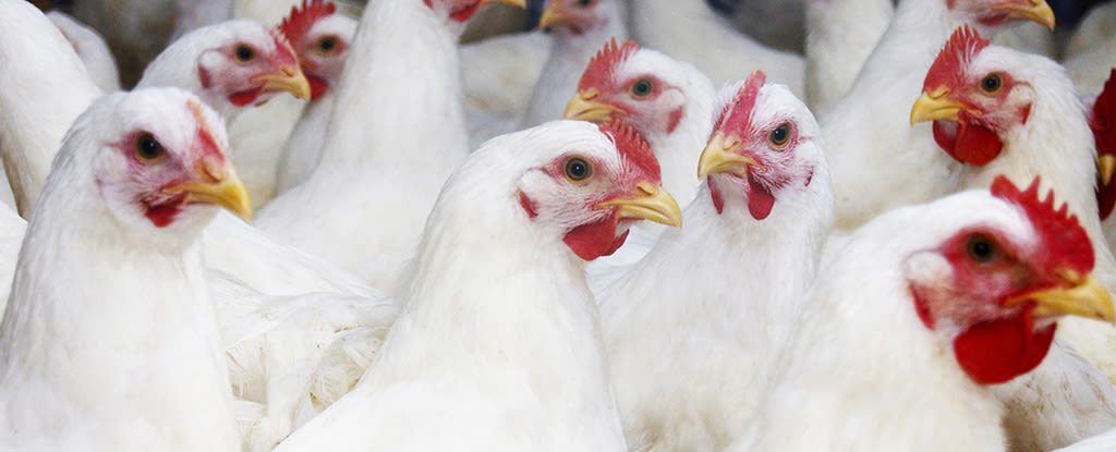 Bird Flu Infects 5 People in Colorado After Likely Cow-to-Poultry Spread