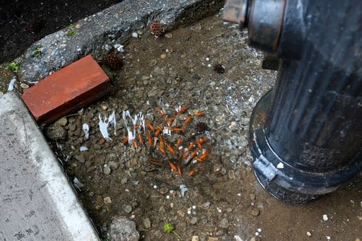 A homemade aquarium appeared in a Brooklyn tree bed. Then came the goldfish heist