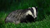 Farmer-led badger vaccination trial raises hopes for tackling bovine TB