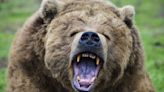 Don't panic – experts have debunked viral photo of 'giant' grizzly bear paw