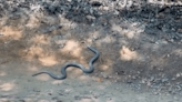 Surfer Joel Parkinson Encounters 'Man-Eating' Snake on Bike Trail in Australia (Watch)