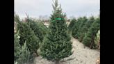 Here’s where you can recycle your Christmas tree and lights in Kansas City