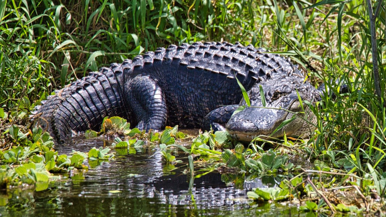 Missing woman’s body found inside alligator’s jaw, police say