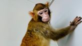 Meet 'Retro': The 1st ever cloned rhesus monkey to survive more than a day