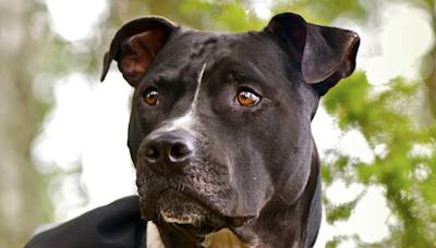 Pit Bull Looks Totally Stressed During Shocker 'Twilight Breaking Dawn’ Moment