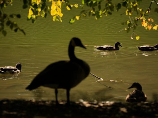 Someone really has been killing geese in Springfield, Ohio – but it wasn’t Haitian immigrants