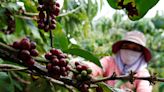 Vietnam coffee farmers boost the use of irrigation but are now running low on water, says report - BusinessWorld Online