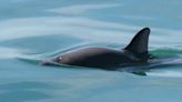 Expedition searching for world's most endangered marine mammal reports dwindling population