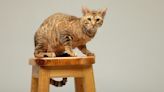 6 Rare Cat Breeds You May Not Know About