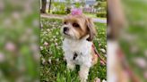 Owner of Shih Tzu killed by another dog inside DC CVS warning others