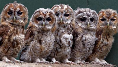 Owl sanctuary founder banned from keeping birds