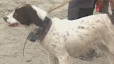 Meet Poppy, a dog trained in oil spill response helping TAMU-CC with field survey