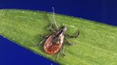 U.S. tick season expected to be severe after mild winter