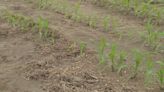 Recent rainfall giving farmers a difficult time with crops