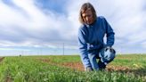 Northern Panhandle field scouting school to be held April 30 in Amarillo