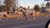 El video de los caballos sueltos galopando en la Panamericana