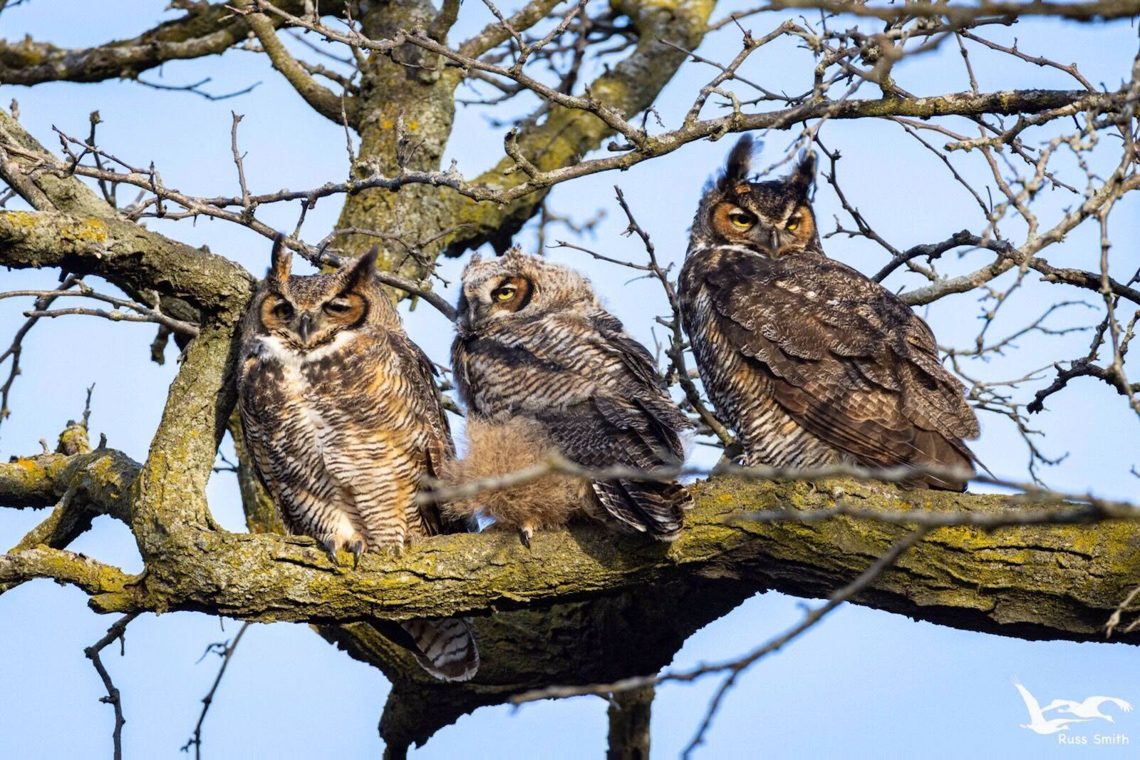 Three beloved great horned owls living in Lincoln Park die over span of a month: 'It's a really tragic end'