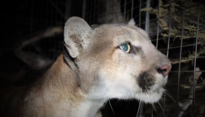 Mountain lion map shows populations in US States