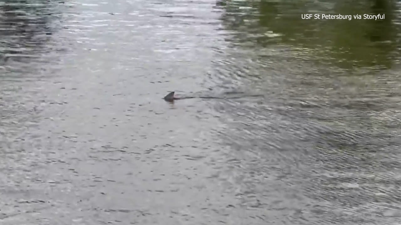 ‘Local sharks’ spotted near USF St. Petersburg campus