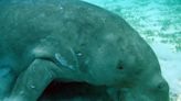 ‘Displaced’ sea cow appears in ‘unusual’ spot — and prompts warning in Australia