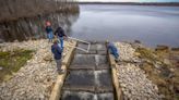 How are RI's fish ladders working? Scientists await word from the river herring.