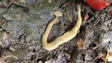 Sightings of invasive, toxic hammerhead flatworm increasing in Ontario