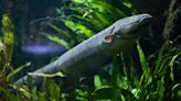 Electric Eel Zaps Can Change Fish DNA