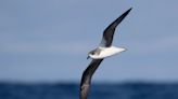 Most birds avoid hurricanes. This species chases them, scientists say.