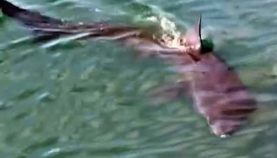 Huge shark filmed swimming into Anglesey harbour sparks awe and fear