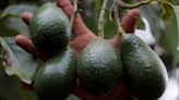 US, Mexican officials agree on security model for avocado, mango inspectors