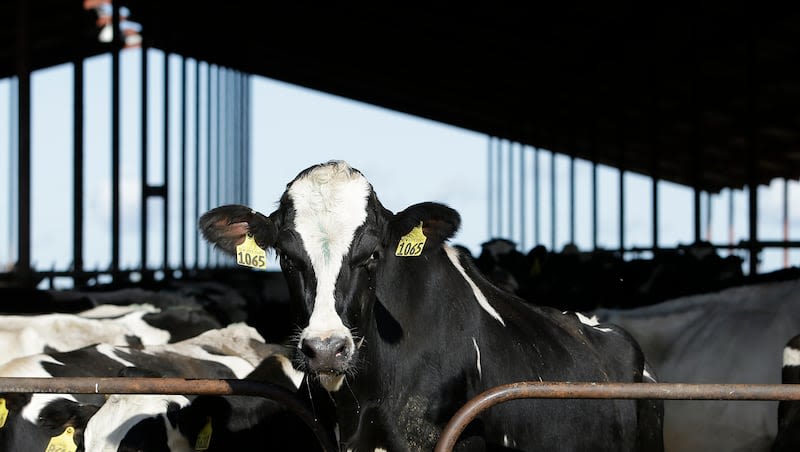 New case of avian flu confirmed in Michigan dairy farm worker