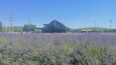 Granja de lavanda U-pick de Waterford, además de aromas, ofrece un esfuerzo familiar