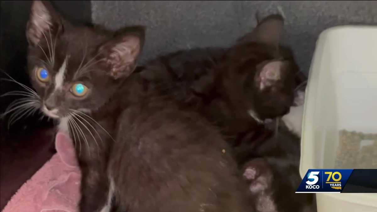 Logan County deputies find dozens more animals after 30 cats were abandoned