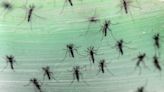 Fábrica de mosquitos: el increíble método para terminar con el dengue y la fiebre amarilla