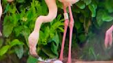 Um flamingo “azarado no amor” pôs o seu primeiro ovo. Gertrude tem 70 anos