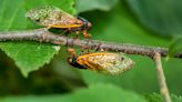 The cicadas are coming: Check out a 2024 map of where the two broods will emerge