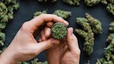 The 7 Best Cannabis Stocks to Buy for June 2023