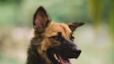 Detroit Dog Tests Positive for Rabies