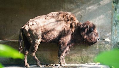 北市動物園傳噩耗！白犀牛、孟加拉虎同日離世 最後1隻美洲野牛也走了