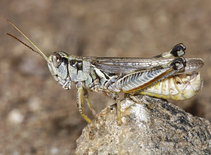 Grasshopper invasion in Colorado: Ways to rid them from your home garden