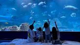 花蓮海洋公園盛大回歸！6月重新開幕「4大亮點」樂玩園區