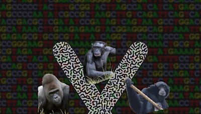 Logran las primeras secuencias completas de los cromosomas sexuales de seis simios