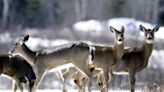 Hunting numbers up: 'More deer on the landscape now than at any point in Ohio's history'