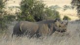 Critically Endangered Baby Rhino Spotted Alive After Vanishing For Months