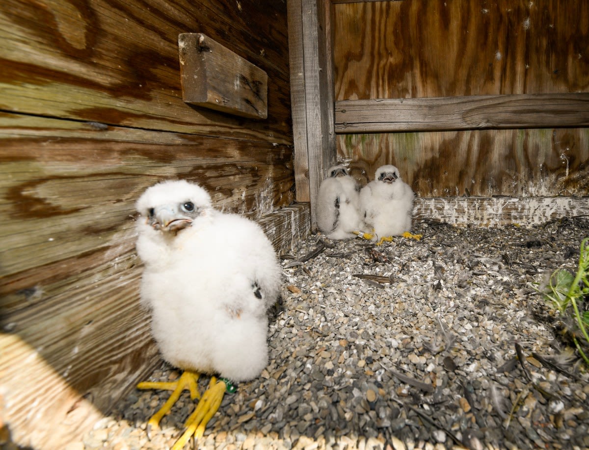 Three peregrine falcon chicks hatch atop Verrazzano-Narrows Bridge | amNewYork